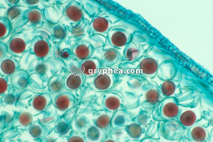 Spores de Prêle dans un épi sporifère (Equisetum) x70 - gryphea.org